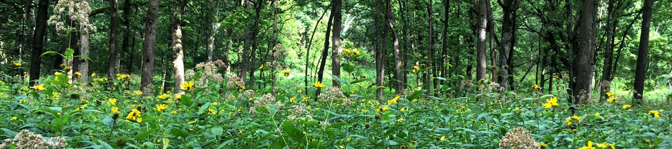 People are not plants - Plant stem cell therapy not necessarily good for a person